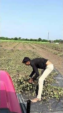 કામ ચાલુ કરો મારે ટેક્ટર ચલાવવું છે