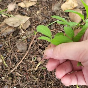 1.2M views · 24 reactions | Instantly identify 10,000+ plant species, include flower, tree, leaf, weed and more. Includes rare plants in the world. Don't miss it! | PictureThis | Facebook