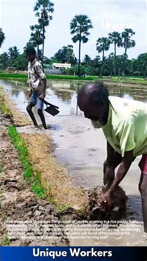 Rice paddy farming: people working in a rice paddy field