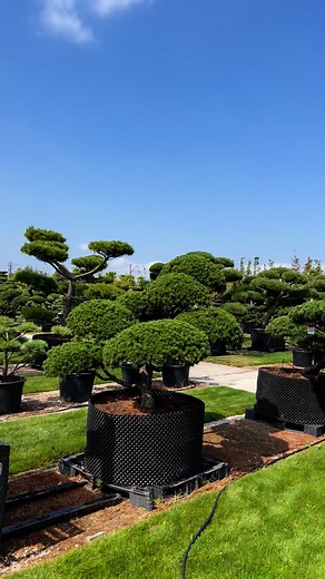 893 reactions · 22 shares | #bonsai #pinus #garden #gardening #garten #ogród #bonsaipark #drzewa #dużedrzewa #japan #tree #bonsaipark | Bonsai Park | Facebook