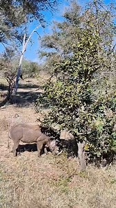 Animal Planet TV on Reels