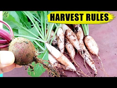 10 HACKS / TIPS: WHEN TO HARVEST VEGETABLES (Root Crops) | Vegetable Gardening in Pots