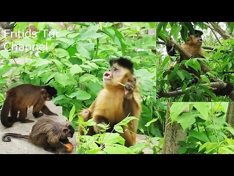 Family of Black Capuchin Monkeys