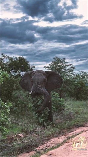 Elephant Charges Out Of The Bush! | wild Elephant Encounter | Elephant Safari 🐘 #africa #wildlife