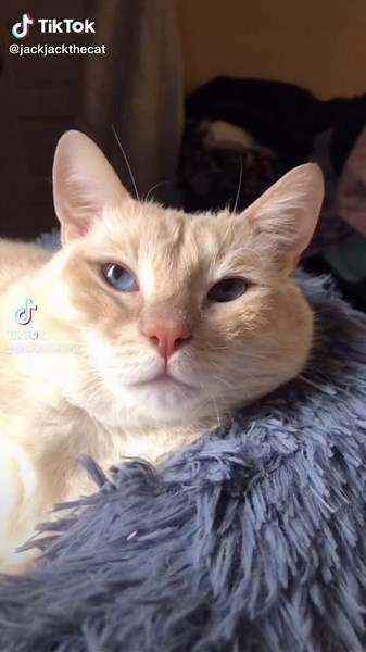 #jackjackthecat #cat #catsoftiktok #catsmoves #catslovers #catlovers #fyp #foryou