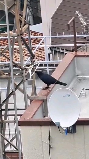 Smart Ravens Building a Nest with Clothes Hangers | Incredible Bird Behavior #raven #crow #shorts