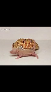 Asian Pacman Frog Eats Big Rat | Insect Forest