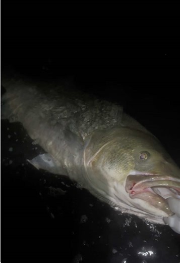 my biggest bass of the season #certifiedbroomtail #jettyjockeys | big bass