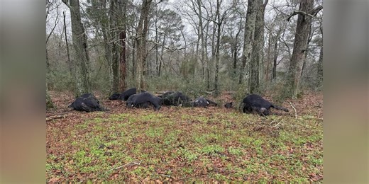 Lightning bolt kills seven cows in Coffee County