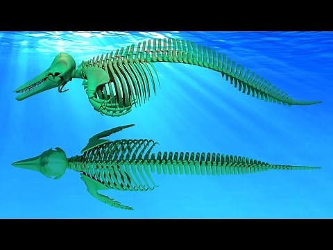 Dolphin Skeleton 3D Model