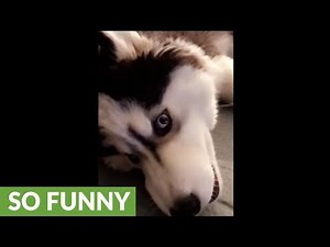 Vocal husky puppy talks back to owner