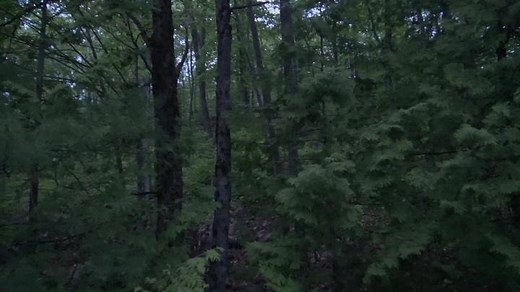 Sasquatch Ontario (@sasquatchontario)’s videos with original sound - Sasquatch Ontario