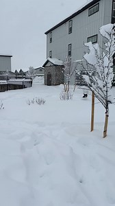 47K views · 238 reactions | This pup takes the title "Air Bud" seriously to get through all the snow near Garden of the Gods. | KRDO13 | Facebook