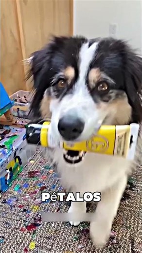 This little dog loved to paint ❤️