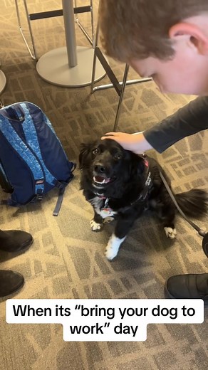 You are now one of our elite employees 🐶🫶 #corporate #officehumor #fyp #relatable #funny #cute #dog #office #foryou #youarenowoneofmyeliteemployees #eliteemployee #dogsoftiktok #pet #worklife #fypシ #funnyvideos #funnytiktok #humor #humortiktok #cutedog #cuteanimals #employee #viral #viralvideo #viraltiktok