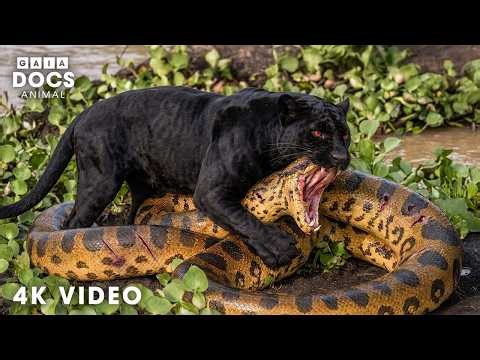 WILD PANTANAL | Mysteries of the Ultimate Predators | Nature Animal Documentary
