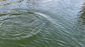 A playful dolphin doing a little fishing in our canal this morning…I just hope he doesn’t bang his head on the roof and other debris floating in the water. If you know someone with connections to the waterway cleanup…show them this video. | Stephen Clark Singer/Songwriter