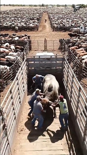 Inside America’s Giant Brahma Cattle Farm #Shorts
