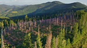 The gentle light of a foggy dawn illuminates the beautiful inflorescences of wild willow-tea in the Carpathian alpine meadows after a rain. Drone copter aerial video.