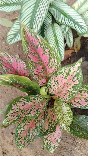 God painted each leaf to his liking