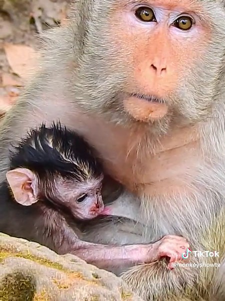 Adorable Baby Monkey with One Blind Eye | Heartwarming Rescue Story