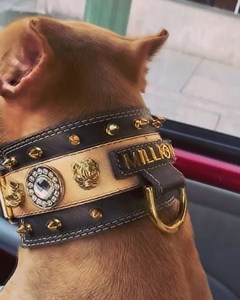 19K views · 561 reactions | Exclusive creations✨ Luxury custom dog collar High Italian manufacture  | Top4dogs | Facebook