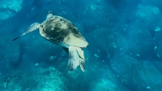 Diving trip in Tenerife takes a funny turn when a sea turtle poops while swimming freely