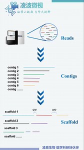 两分钟搞懂什么是contigN50
