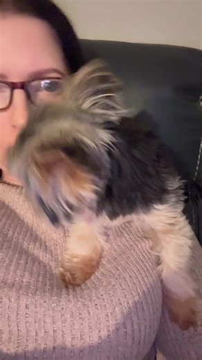Adorable Yorkie Finds Lost Pretzel