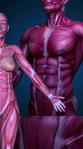 💪 Los Tipos de Músculos según su Forma | Ser Fitness