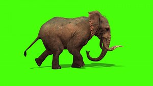 Download Elephant Run Animtion Green screen for free