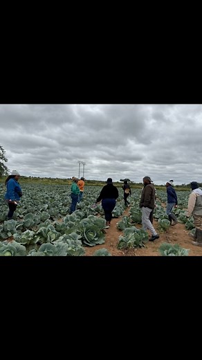 #cabbage classes 😌 | Wendy Moshakgs