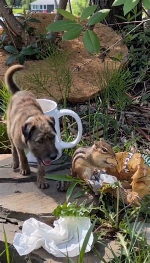 GOOD MORNIN! Cute dog surprises chipmunk #funnyanimalvideos