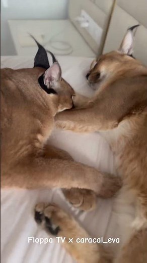 Floppa Eva & Richi #каракал