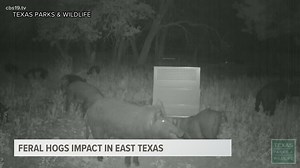 Hunting contest eliminates 350 hogs in East Texas