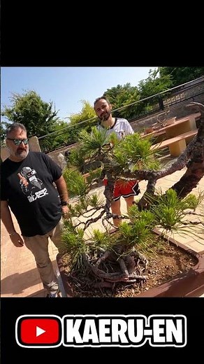 Pinching Japanese white pines and stone pines
