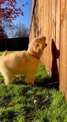 Dog vs. His Own Shadow 😂🐶