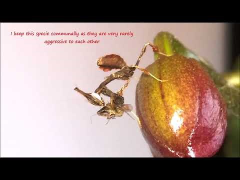 Breeding ghost mantis Phyllocrania paradoxa