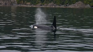 42K views · 2K reactions | Kyle from Bare Kiwi heads back to his old stomping ground on Vancouver Island with Sean Scott Photography to showcase what makes this place a "wildlife photographers dream vacation." | Canada Keep Exploring | Facebook