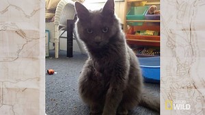 56K views · 65 shares | Tracker Carmen tracks with K9 Gretel for a missing 3-legged cat. #Trackers | National Geographic Animals | Facebook