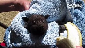 5K views · 55 reactions | A bat is eating bananas，just like #Minions | Yicai 第一财经 | Facebook