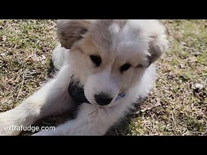 Great Pyrenees Puppy at 13 Weeks - what to expect