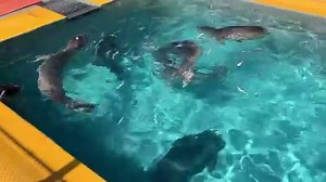 Check out these hungry northern elephant seals! Did you know these pups will more than triple their weight in their first month of life? 😱 That requires a whole lot of fish! Luckily, YOU can help these seals learn to eat 😍 $1 buys a pound of fish for hungry patients! 🐟 Feed a seal today at https://bit.ly/3dtiGDn. 🎥 Bill Hunnewell | The Marine Mammal Center