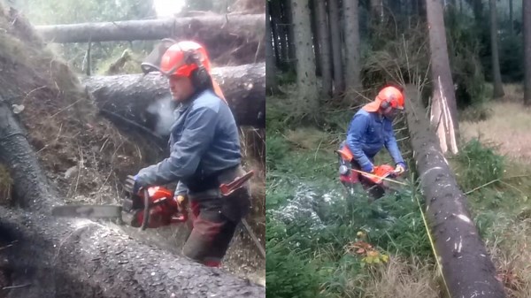 Dangerous Tree Felling With Expert Chainsaw Techniques