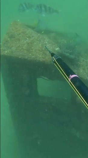 This Was the Fish I Came to Florida For