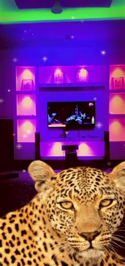 Don Touch (@don.touch)’s videos with Gulma (feat. Wizchild) - Maccasio