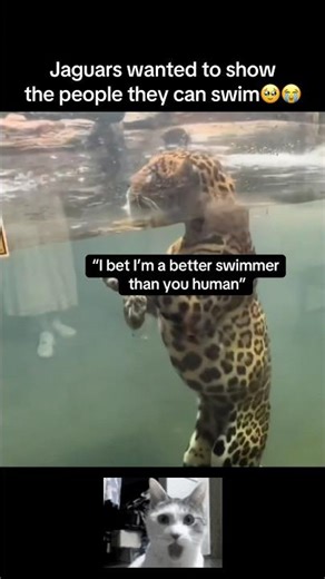 Great swimmers😮 #fyp #viral #animals #jaguar #zoo #cat #cats #swimming #water #fypシ #shorts #yt #aw