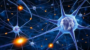Nootropics for Neurotransmitters - Get Balanced Brainpower