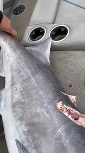 This is why you don’t run fast in Oklahoma rivers 🤢 | Keystone Lake Paddlefish Charters