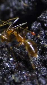 Danger to the Ants 🐜 #ants #antscanada #acfamily #antloveforever #nature #science #insects #antfarm #colony | AntsCanada